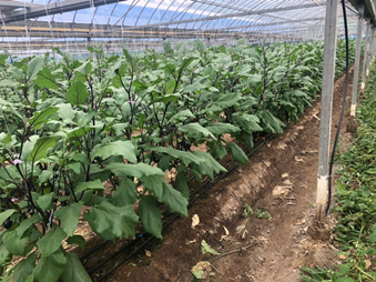 ナノバブル使用区の画像